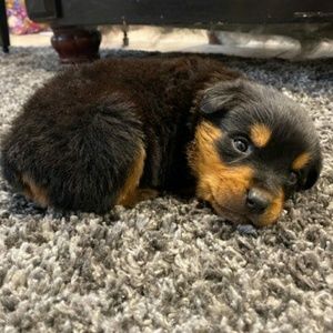 Meet your Posher, Roger